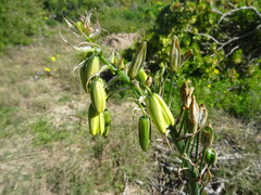 Albuca juncifolia