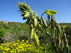 Albuca juncifolia