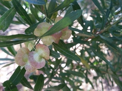 Dodonaea hackettiana