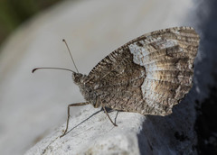 Hipparchia alcyone