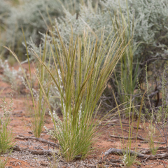Austrostipa nitida