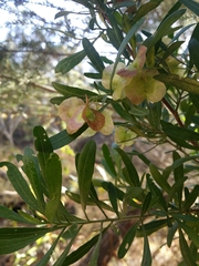 Dodonaea hackettiana