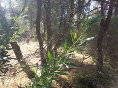 Dodonaea hackettiana