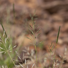 Sporobolus actinocladus