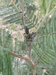 Jalmenus evagoras