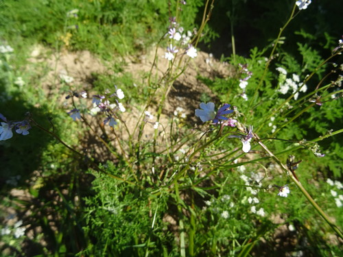 Image of Nemesia bicornis by (c) Paul Hoekman, some rights reserved (CC BY)