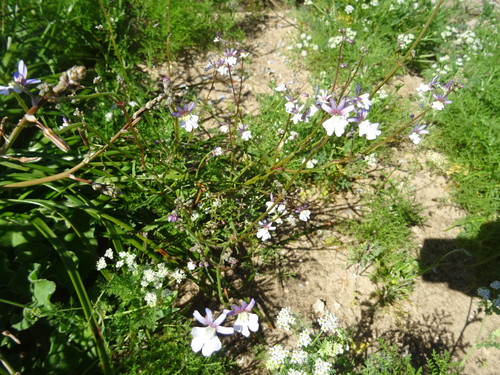 Image of Nemesia bicornis by (c) Paul Hoekman, some rights reserved (CC BY)