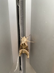 Phlogophora meticulosa