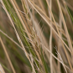 Aristida nitidula