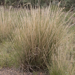Aristida nitidula