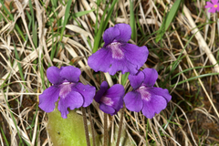 Pinguicula grandiflora