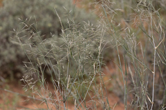Eragrostis australasica