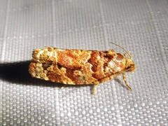Argyrotaenia