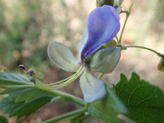 Rotheca myricoides