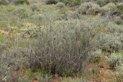 Eragrostis australasica