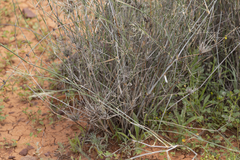 Eragrostis australasica