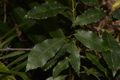 Schizomeria ovata