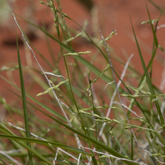 Paractaenum novae-hollandiae