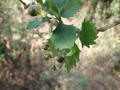 Rotheca myricoides