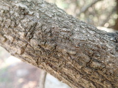 Rotheca myricoides
