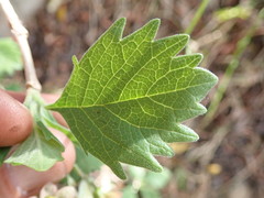 Rotheca myricoides