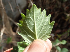 Rotheca myricoides