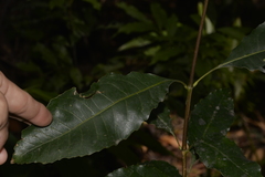 Schizomeria ovata