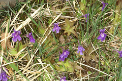 Pinguicula grandiflora