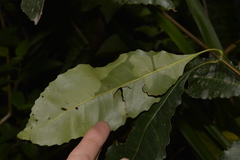 Schizomeria ovata