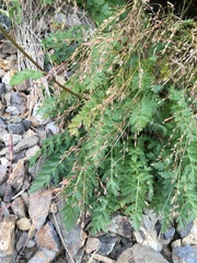 Seseli condensatum