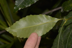 Schizomeria ovata