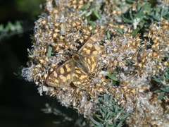 Oreixenica kershawi