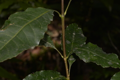 Schizomeria ovata