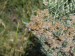 Oreixenica kershawi