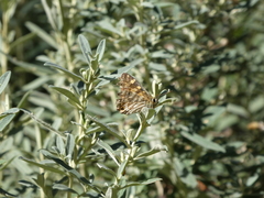 Oreixenica kershawi