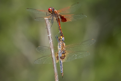 Tramea stenoloba