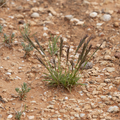 Tripogonella loliiformis