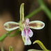 Acriopsis liliifolia - Photo 由 Gerard Chartier 所上傳的 (c) Gerard Chartier，保留部份權利CC BY