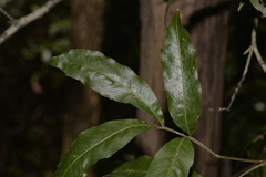 Alectryon subcinereus