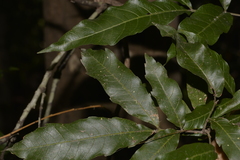 Alectryon subcinereus