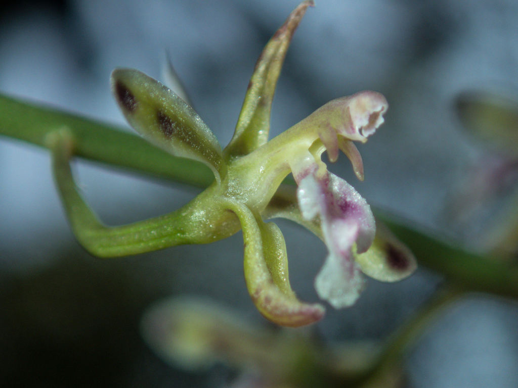 Acriopsis liliifolia