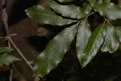 Alectryon subcinereus