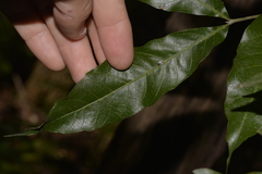 Alectryon subcinereus