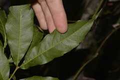 Alectryon subcinereus