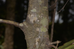 Alectryon subcinereus