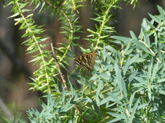 Oreixenica kershawi