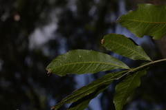 Alectryon subcinereus