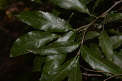 Alectryon subcinereus