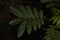 Dysoxylum rufum