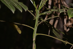 Dysoxylum rufum